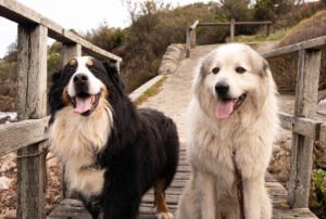 portrait-duo-chien
